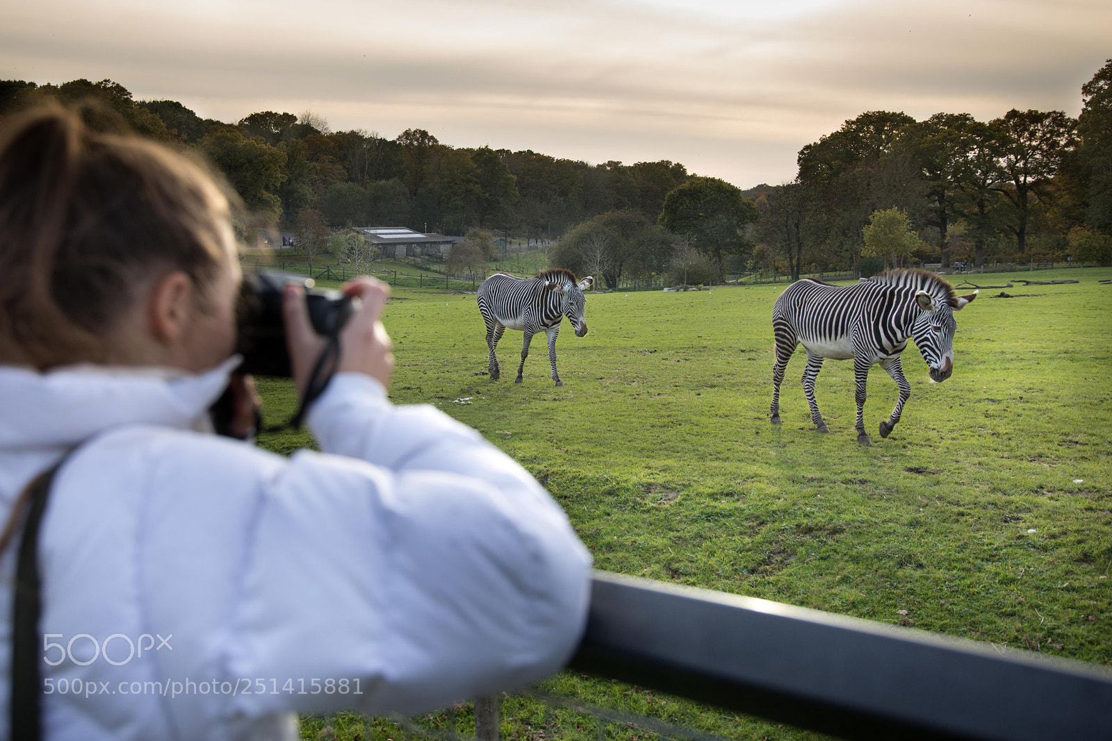 Canon EOS 5D Mark IV sample photo. Zebra at sunset photography