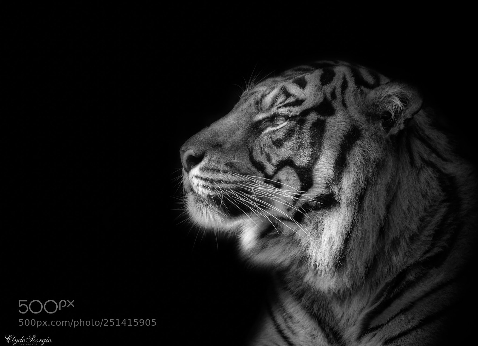 Nikon D810 sample photo. Sumatran tiger photography