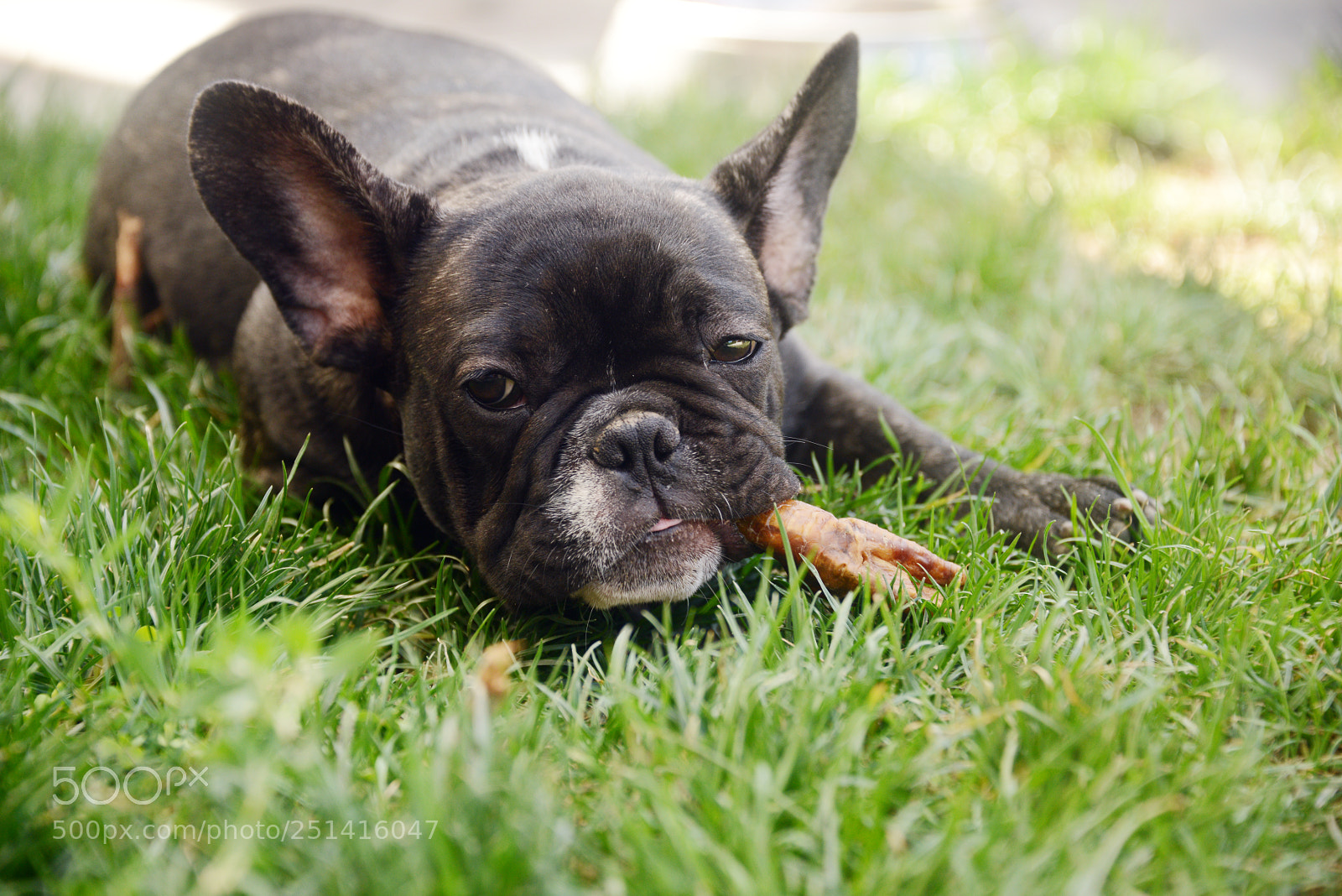 Nikon D800 sample photo. Puppy photography