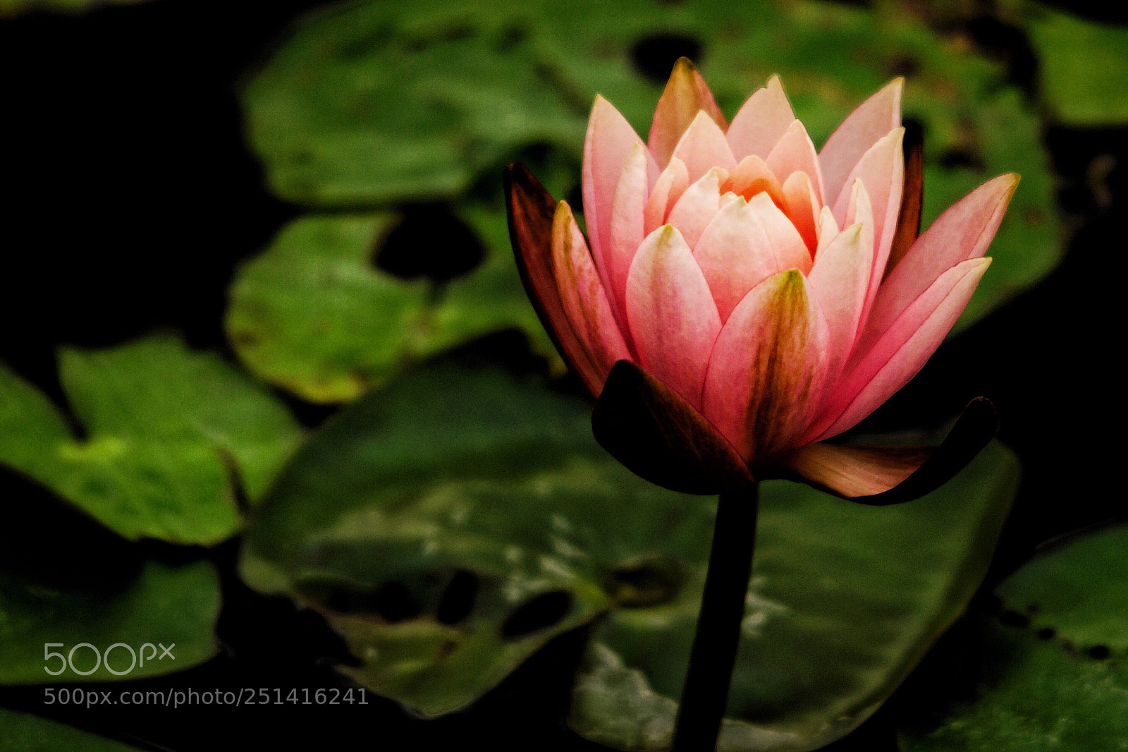 Sony SLT-A65 (SLT-A65V) sample photo. Spring lotus photography