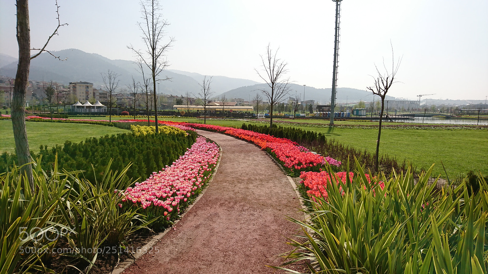 Sony Xperia XZ sample photo. Flower path photography