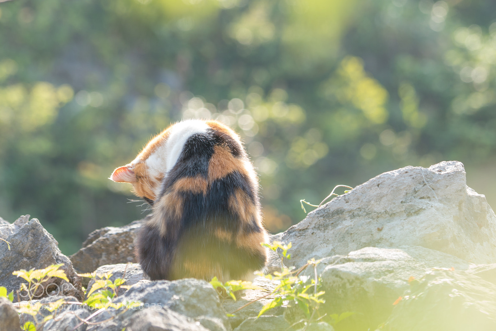 Sony a6500 sample photo. Cat photography