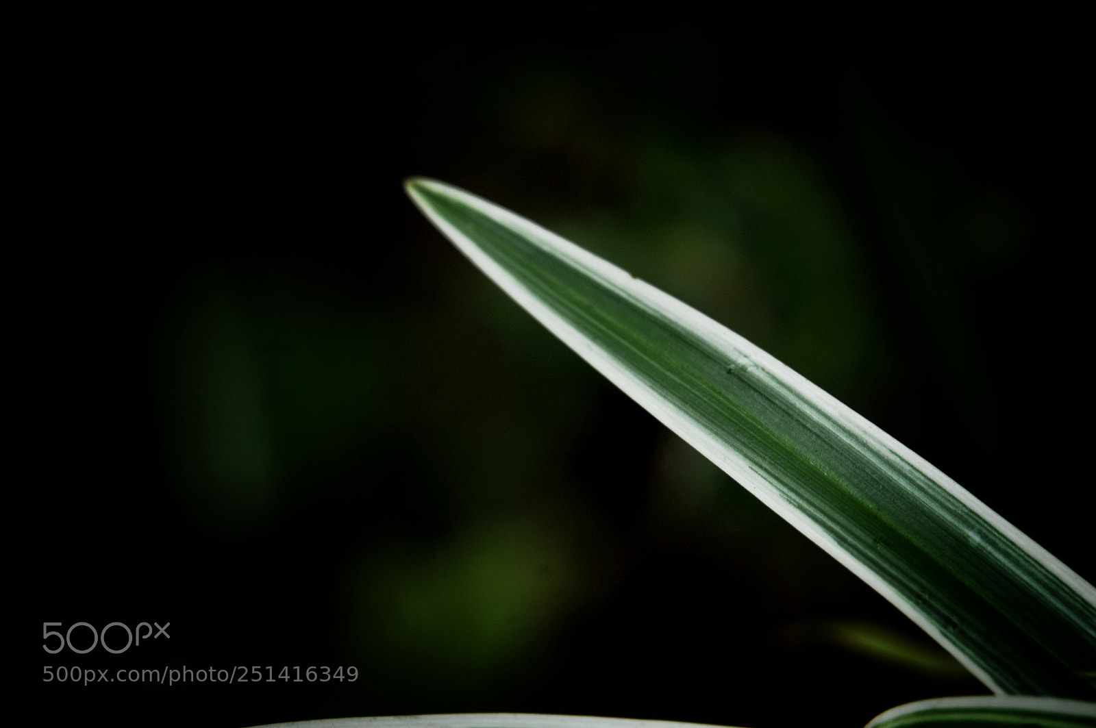 Nikon D300 sample photo. Untitled photography