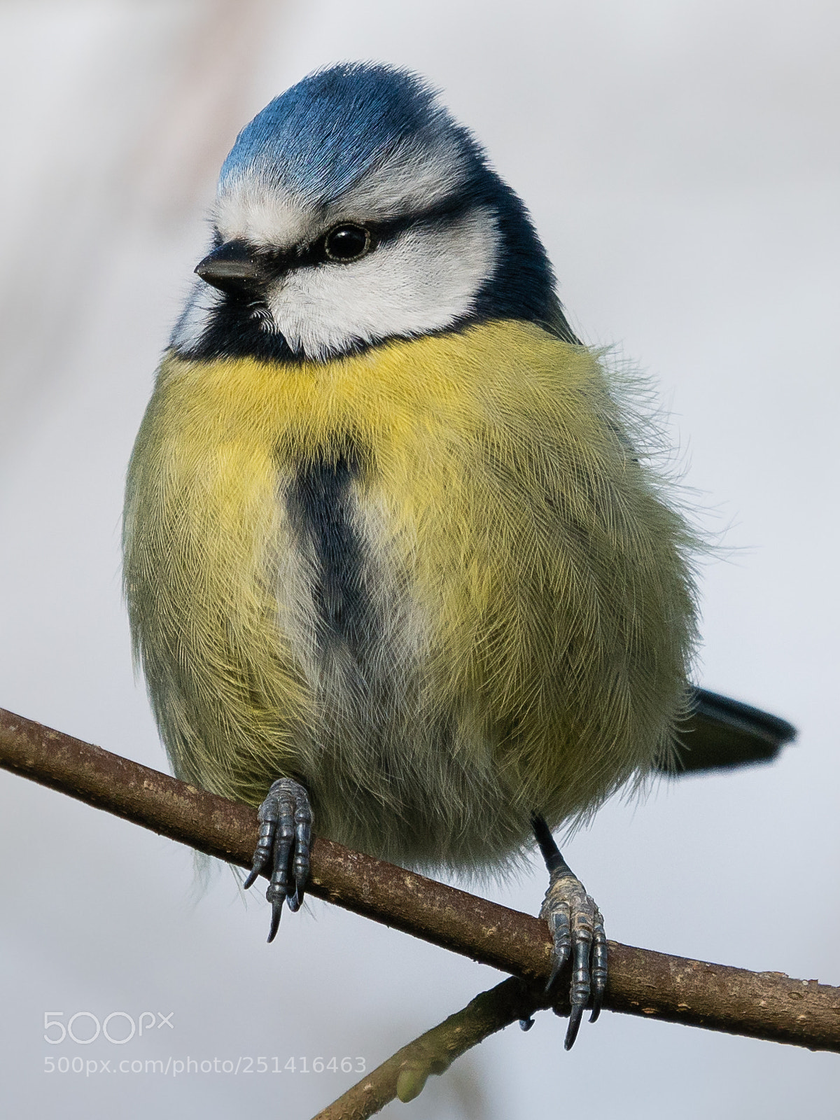 Sony a6300 sample photo. Mésange bleue photography
