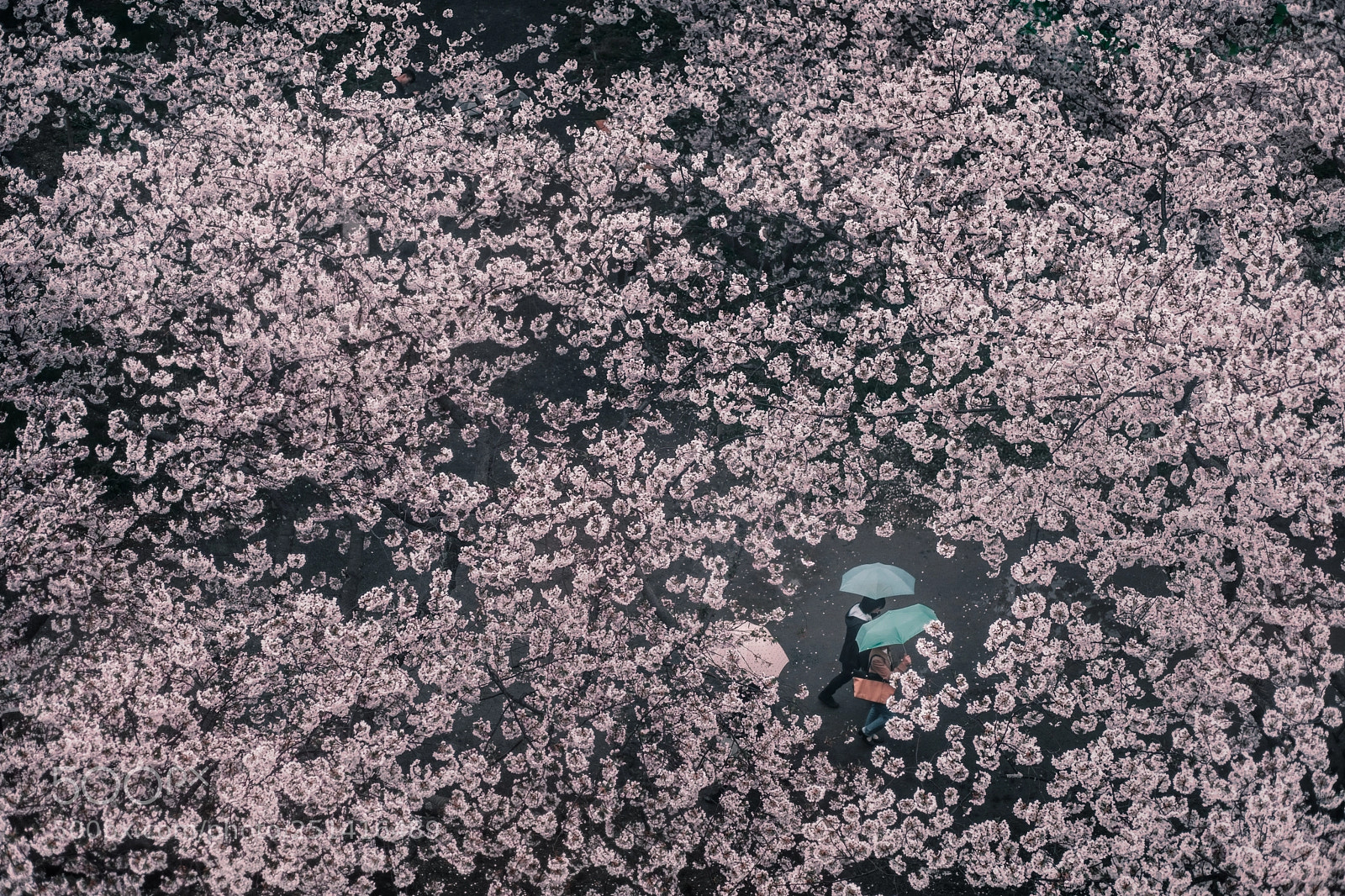 Fujifilm X-T2 sample photo. Sakura photography