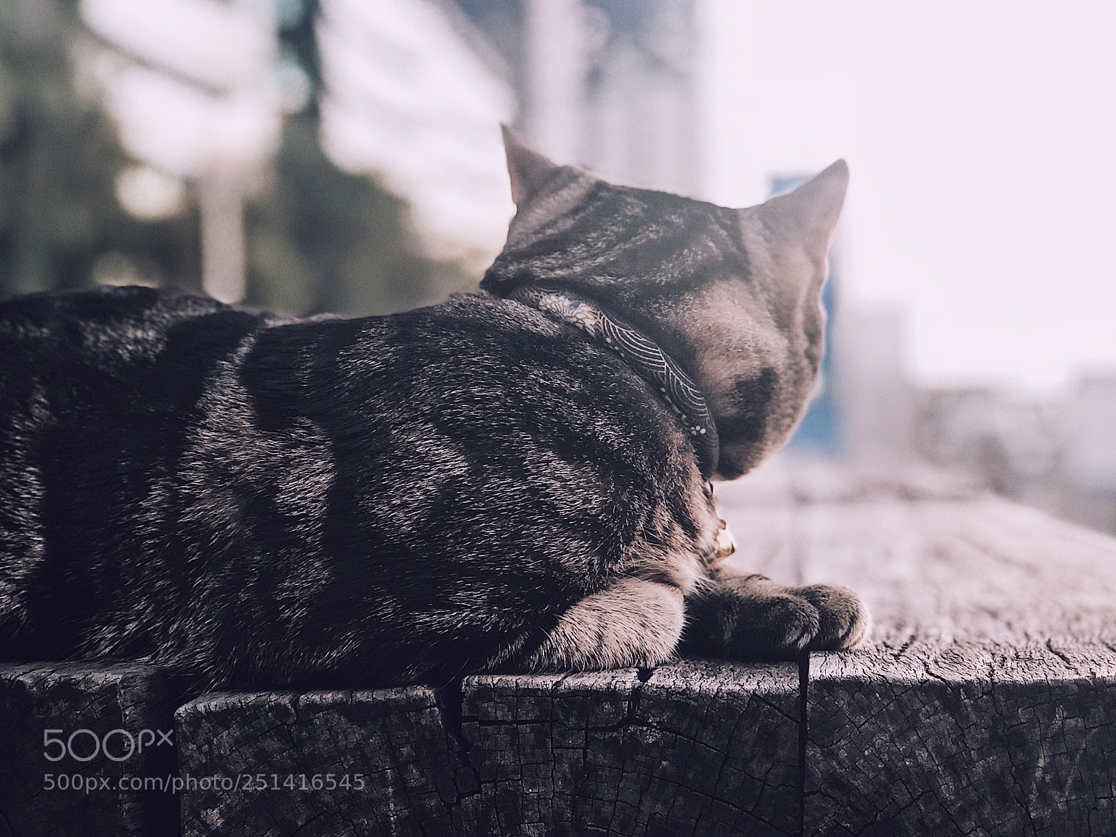 Apple iPhone 8 Plus sample photo. Cutie❤️ photography
