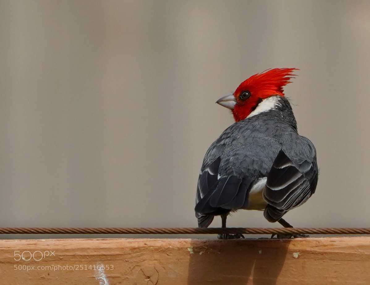 Sony a9 sample photo. Pretty bird photography