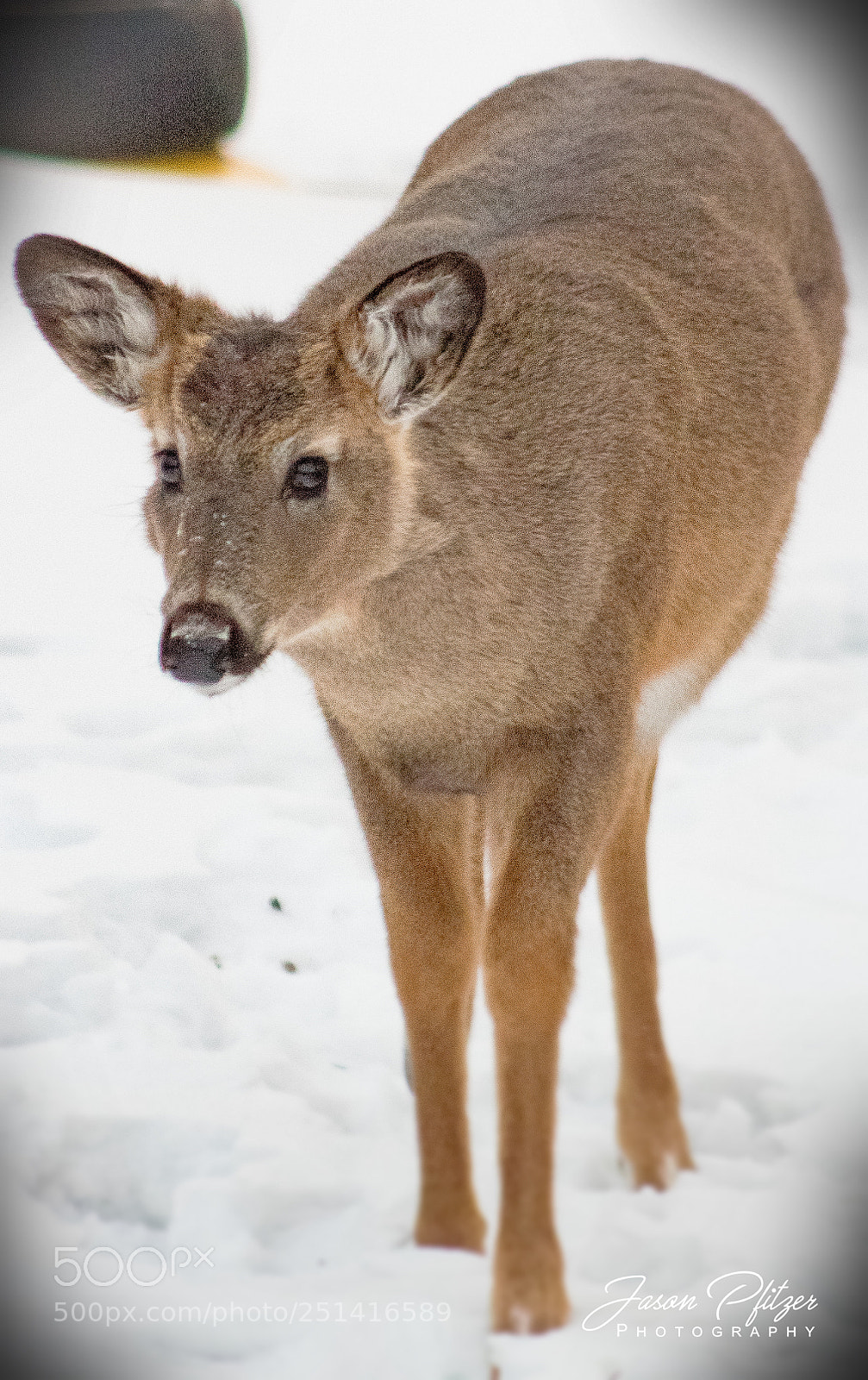 Canon EOS 1300D (EOS Rebel T6 / EOS Kiss X80) sample photo. Good morning deer! photography