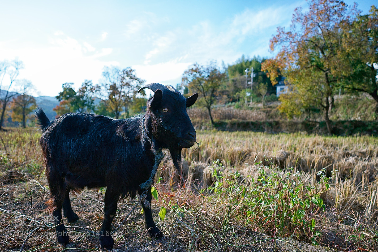 Sony a7 sample photo. Black goat photography