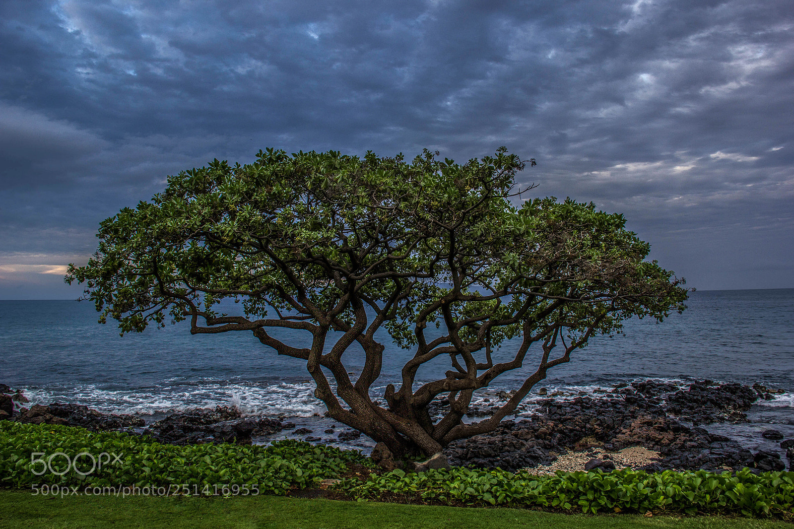 Canon EOS 60D sample photo. Tree of life photography