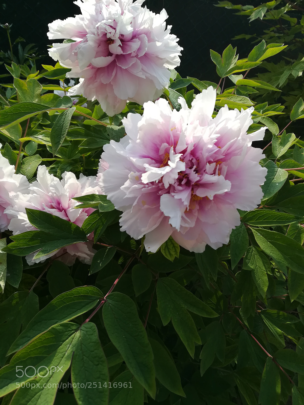HUAWEI PRA-LX1 sample photo. Pink flower photography