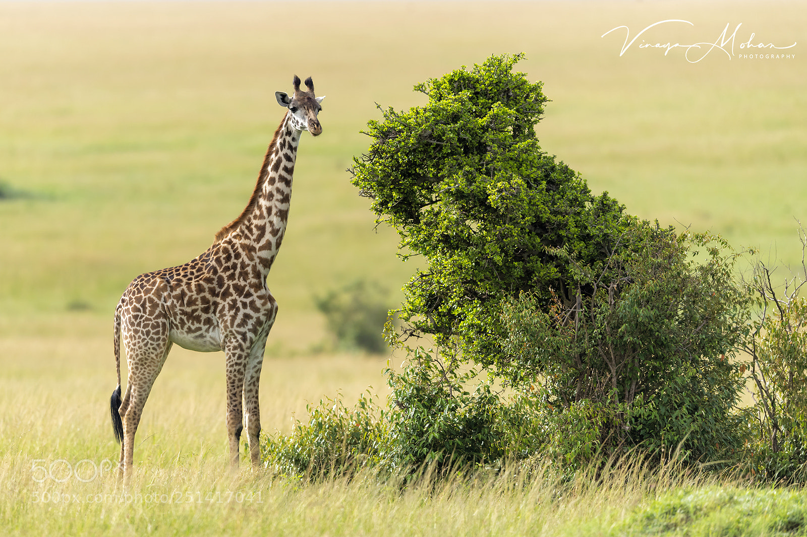 Nikon D5 sample photo. Giraffe photography