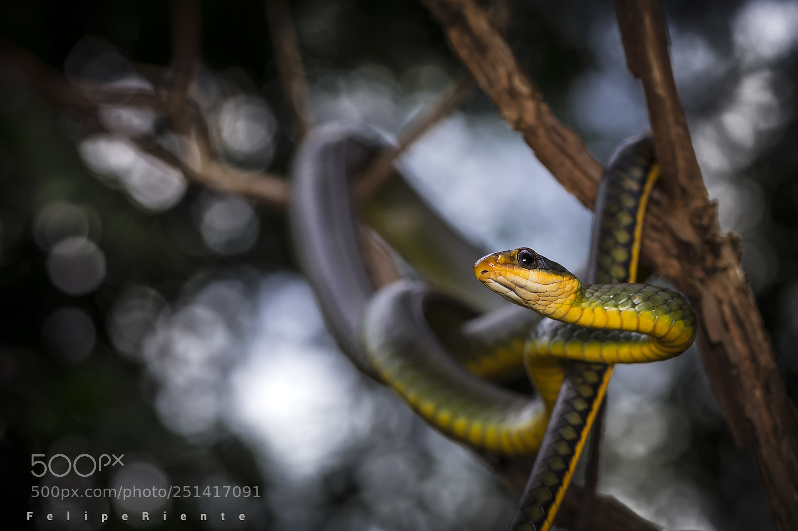 Nikon D610 sample photo. Chironius bicarinatus photography