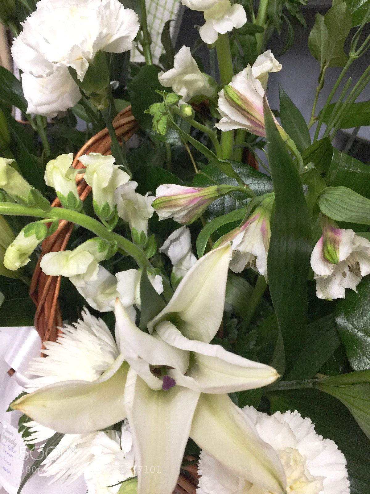 Apple iPhone 6 Plus sample photo. Today’s flower ?  photography