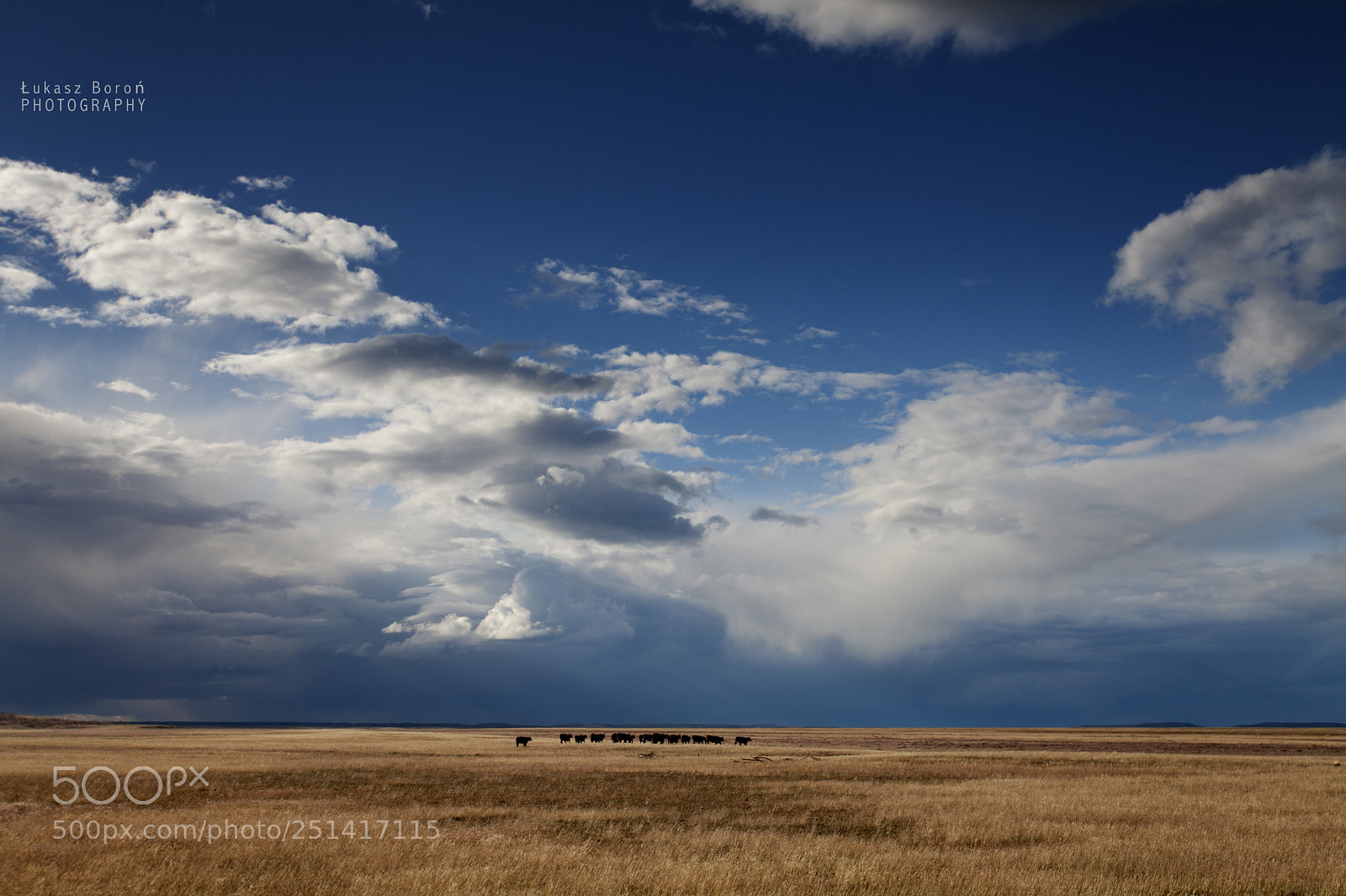 Canon EOS 5D Mark II sample photo. Animals, tierra del fuego photography