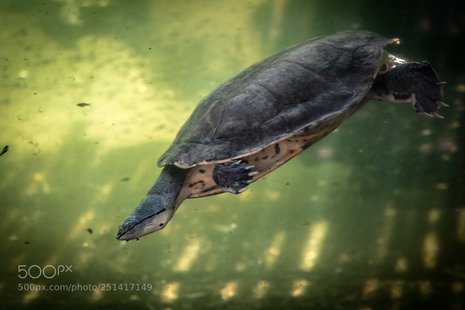 Canon EOS 750D (EOS Rebel T6i / EOS Kiss X8i) sample photo. Turtle diving photography