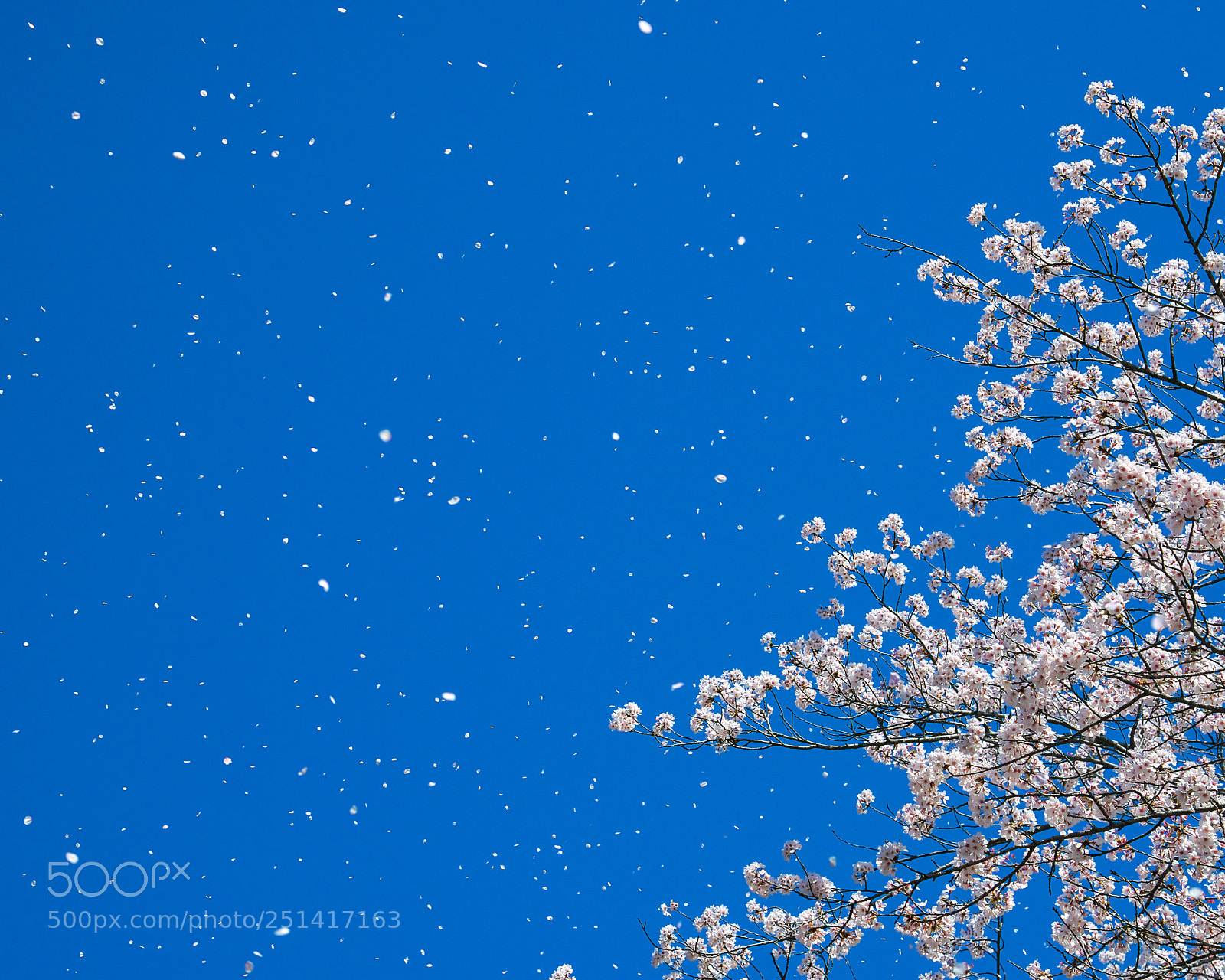 Nikon D800 sample photo. A shower of cherry photography