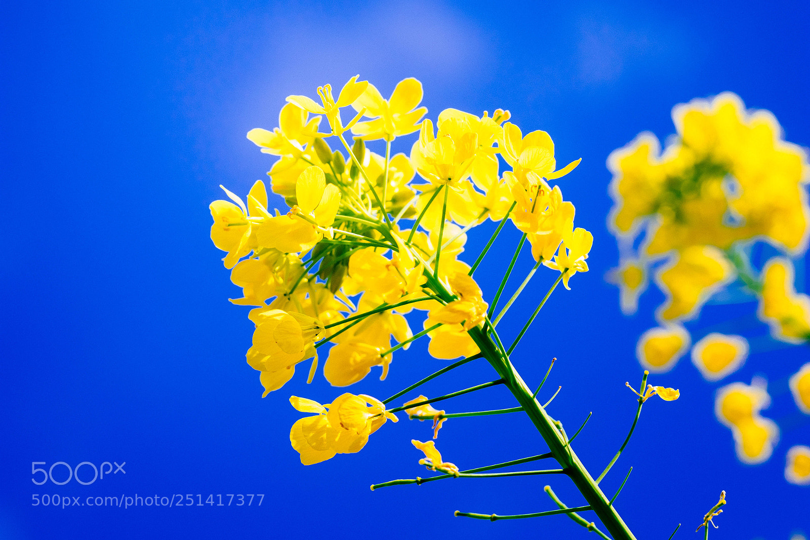 Olympus OM-D E-M1 sample photo. Rape blossoms photography