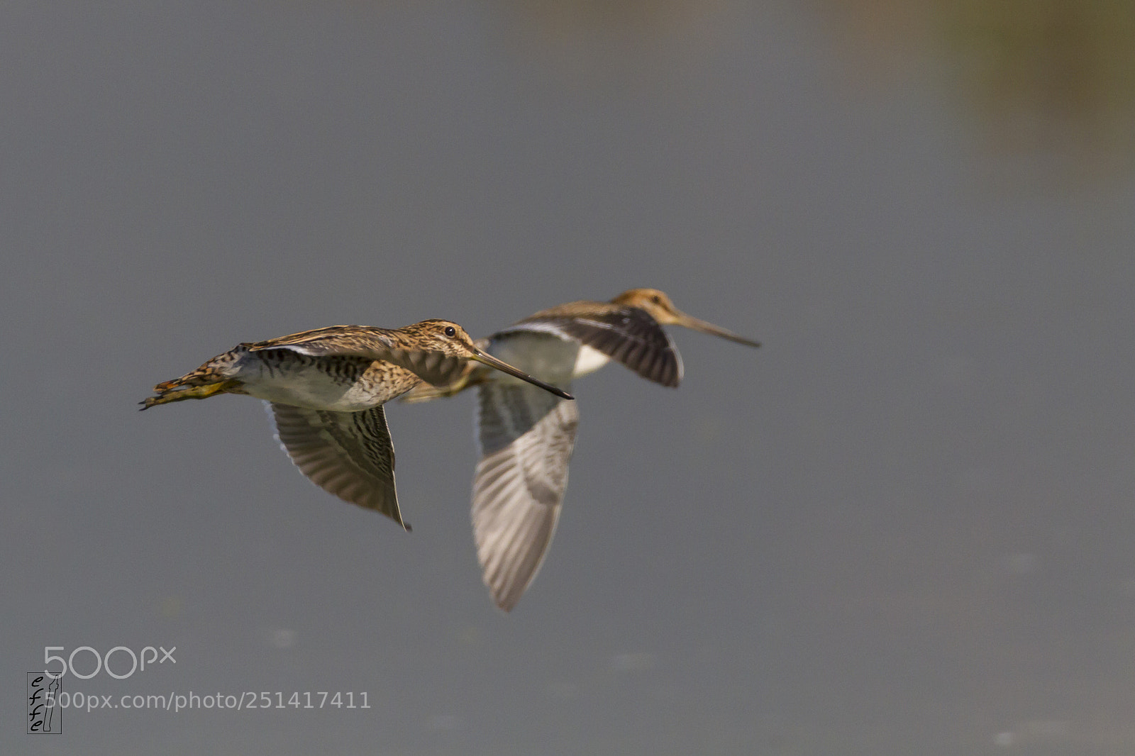 Canon EOS 7D sample photo. Common snipe fly photography