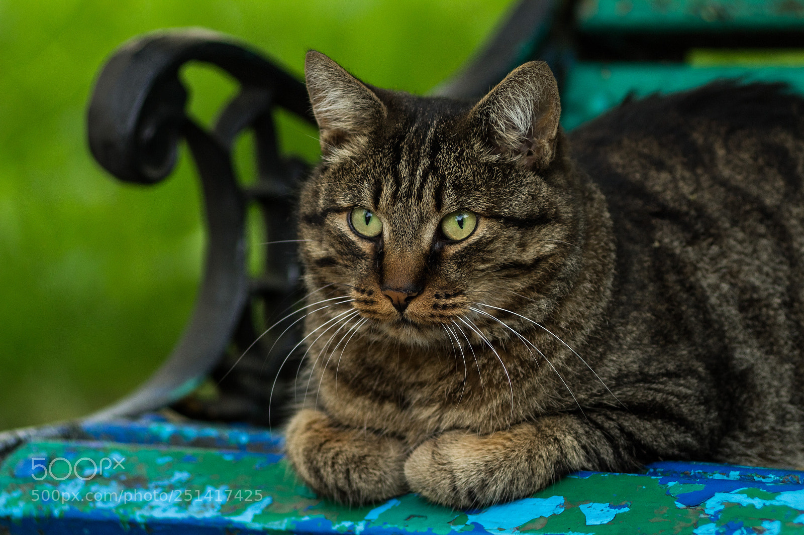 Canon EOS 600D (Rebel EOS T3i / EOS Kiss X5) sample photo. Street cat photography