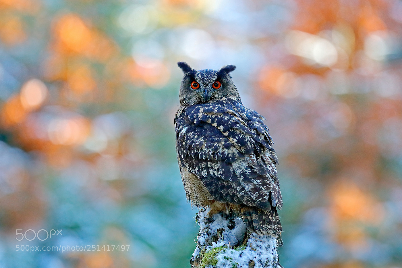 Canon EOS-1D X Mark II sample photo. Eagle owl (bubo bubo) photography