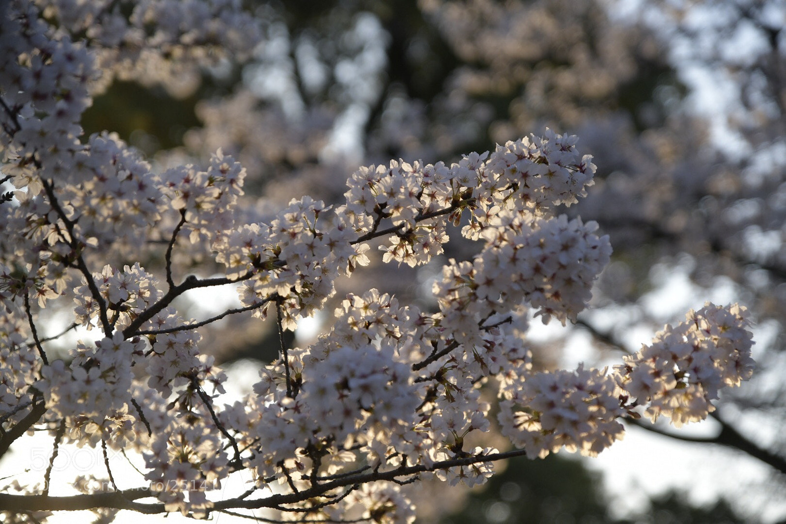 Nikon D850 sample photo. Untitled photography