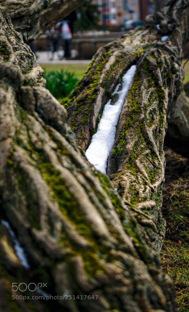 Samsung NX5 sample photo. Tree of pure beauty photography