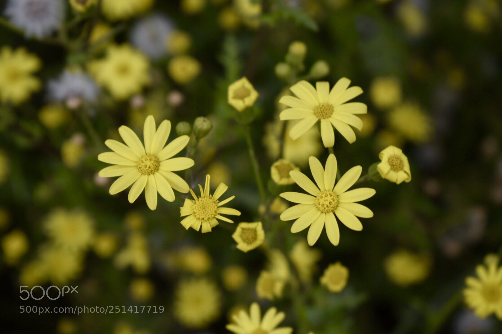 Nikon D5300 sample photo. Hello  yellow photography