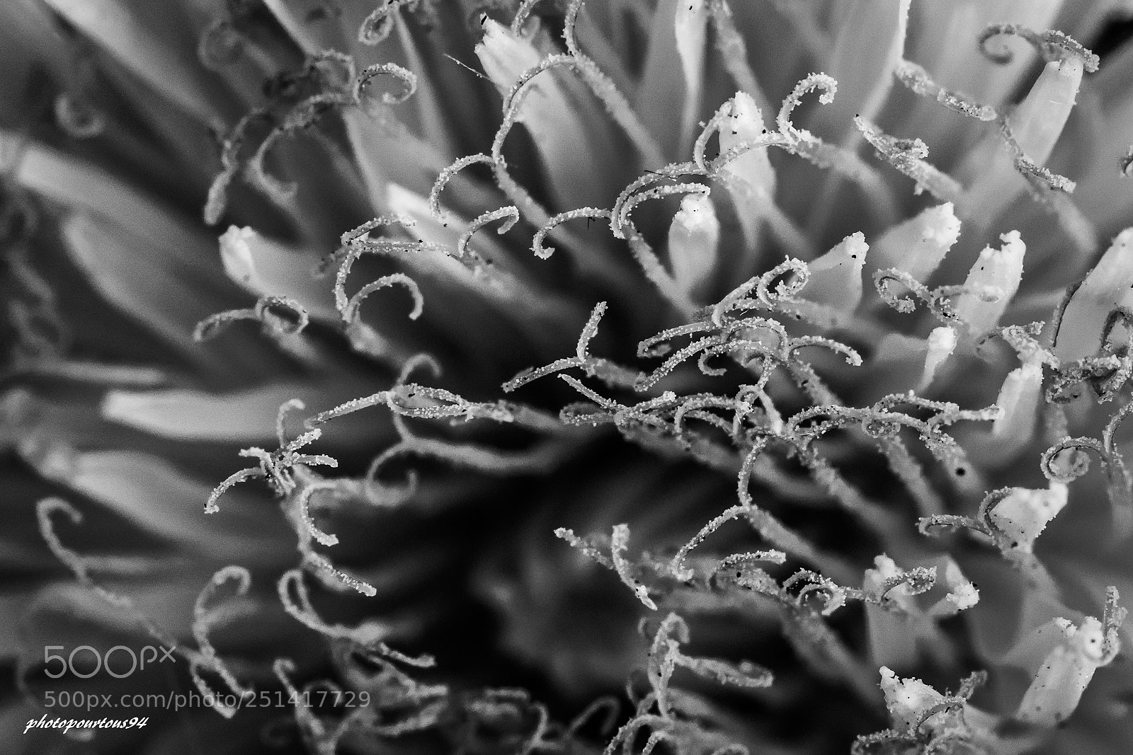 Nikon D7100 sample photo. Pissenlit étamines () photography