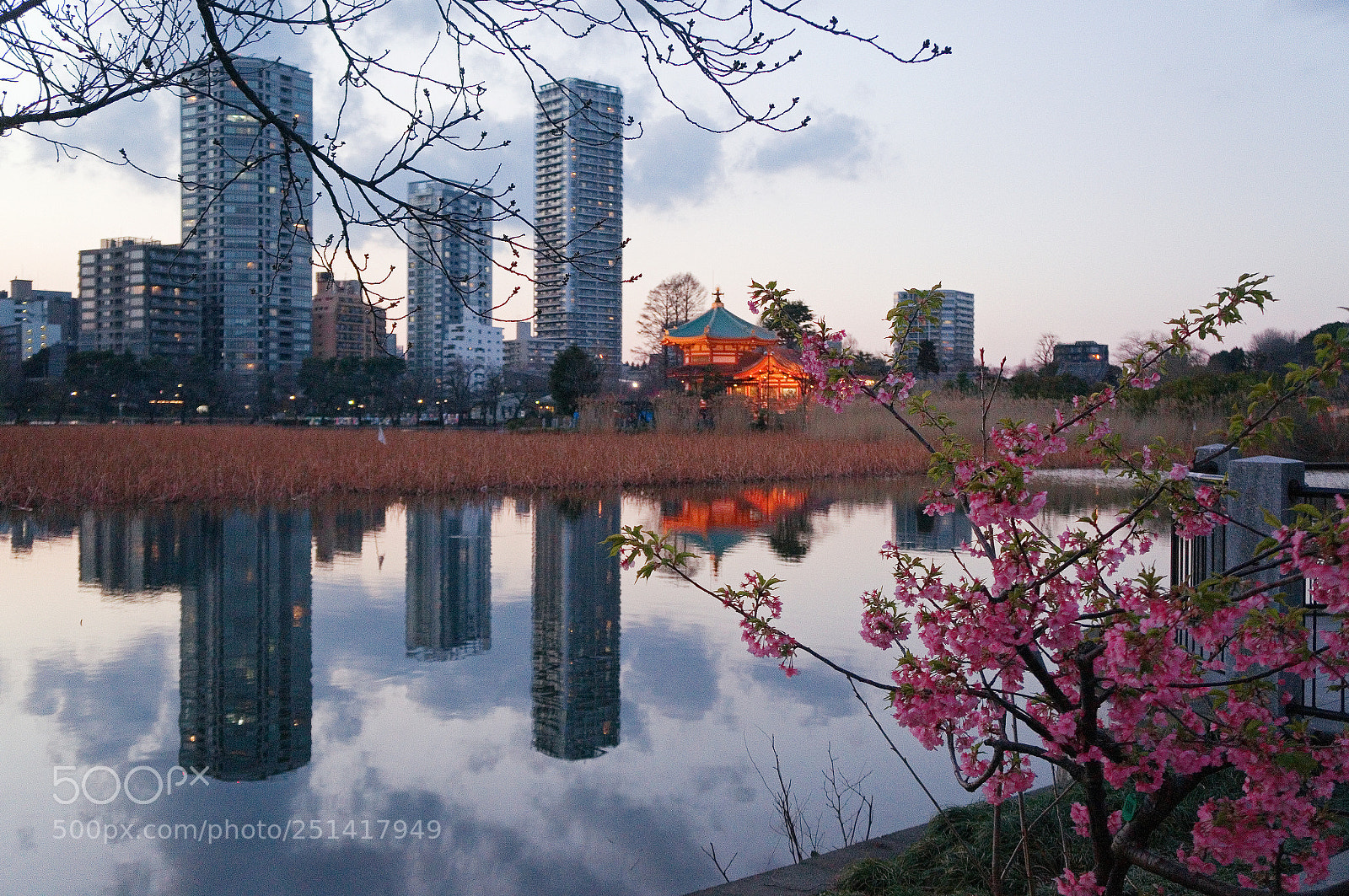 Sony Alpha NEX-5R sample photo. Ueno park photography