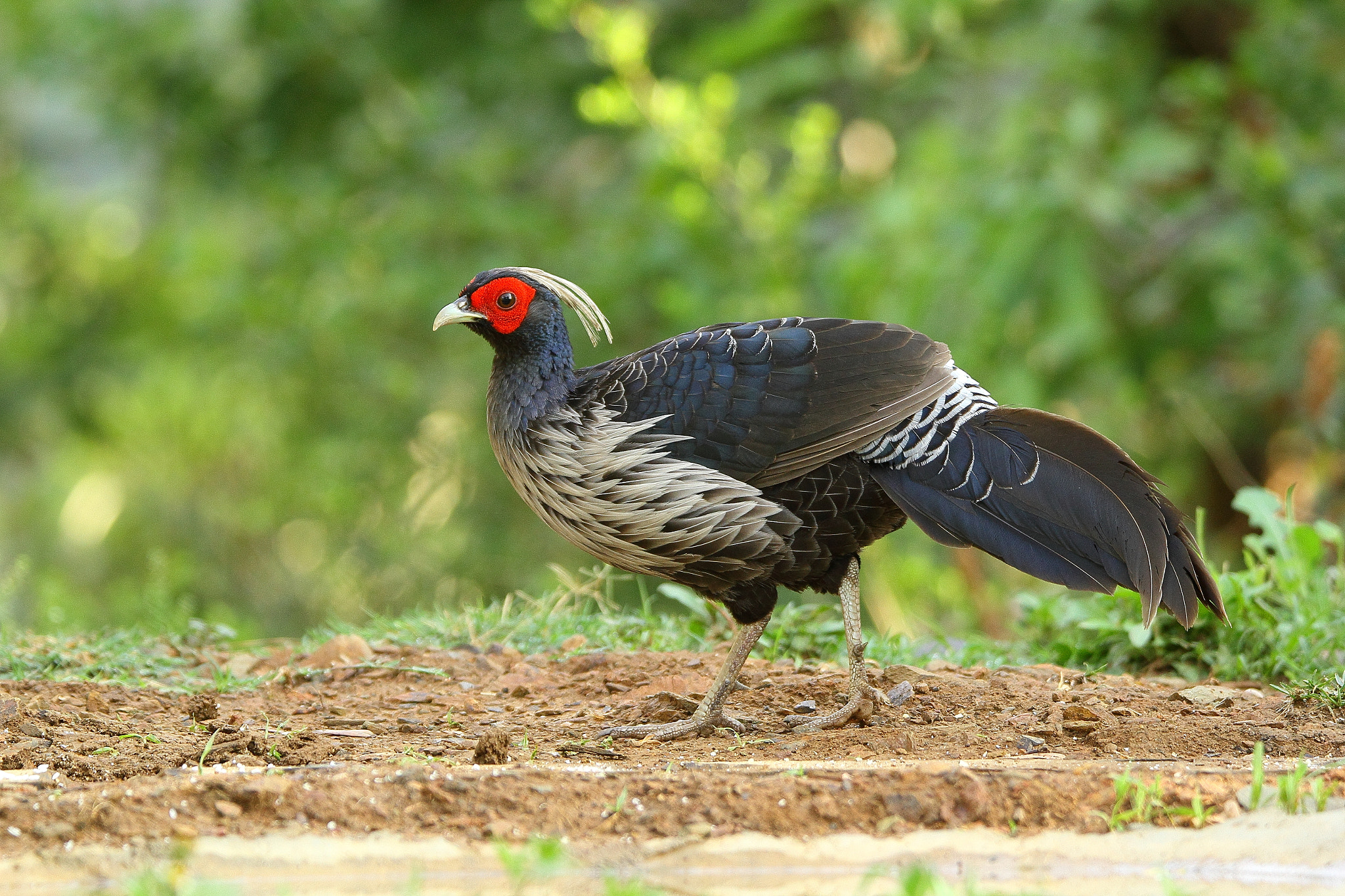 Tamron SP 150-600mm F5-6.3 Di VC USD sample photo. The khalij pheasant photography