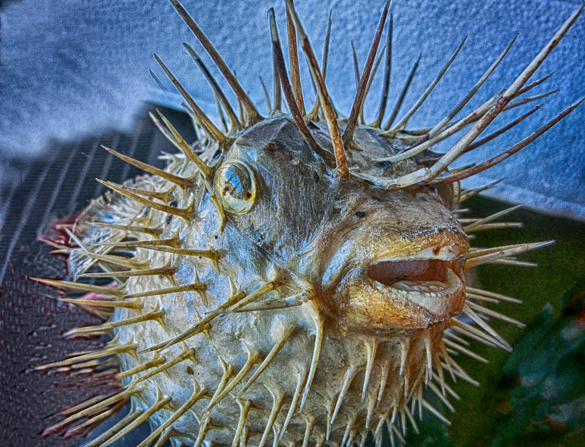 CASIO EX-ZR200 sample photo. The ball fish photography