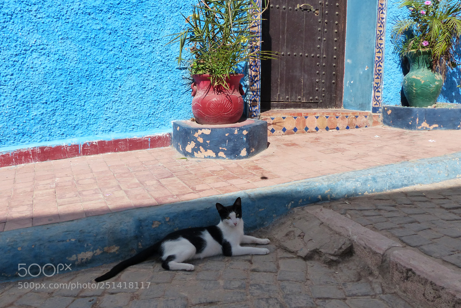 Panasonic Lumix DMC-FZ200 sample photo. Chefchaouen cat ... photography