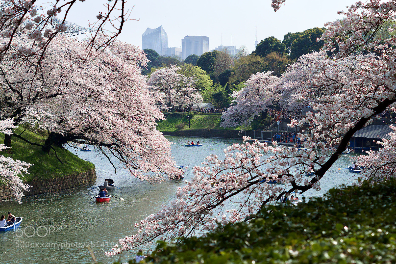Pentax K-S2 sample photo. Cherry blossoms in chidorigafuchi photography