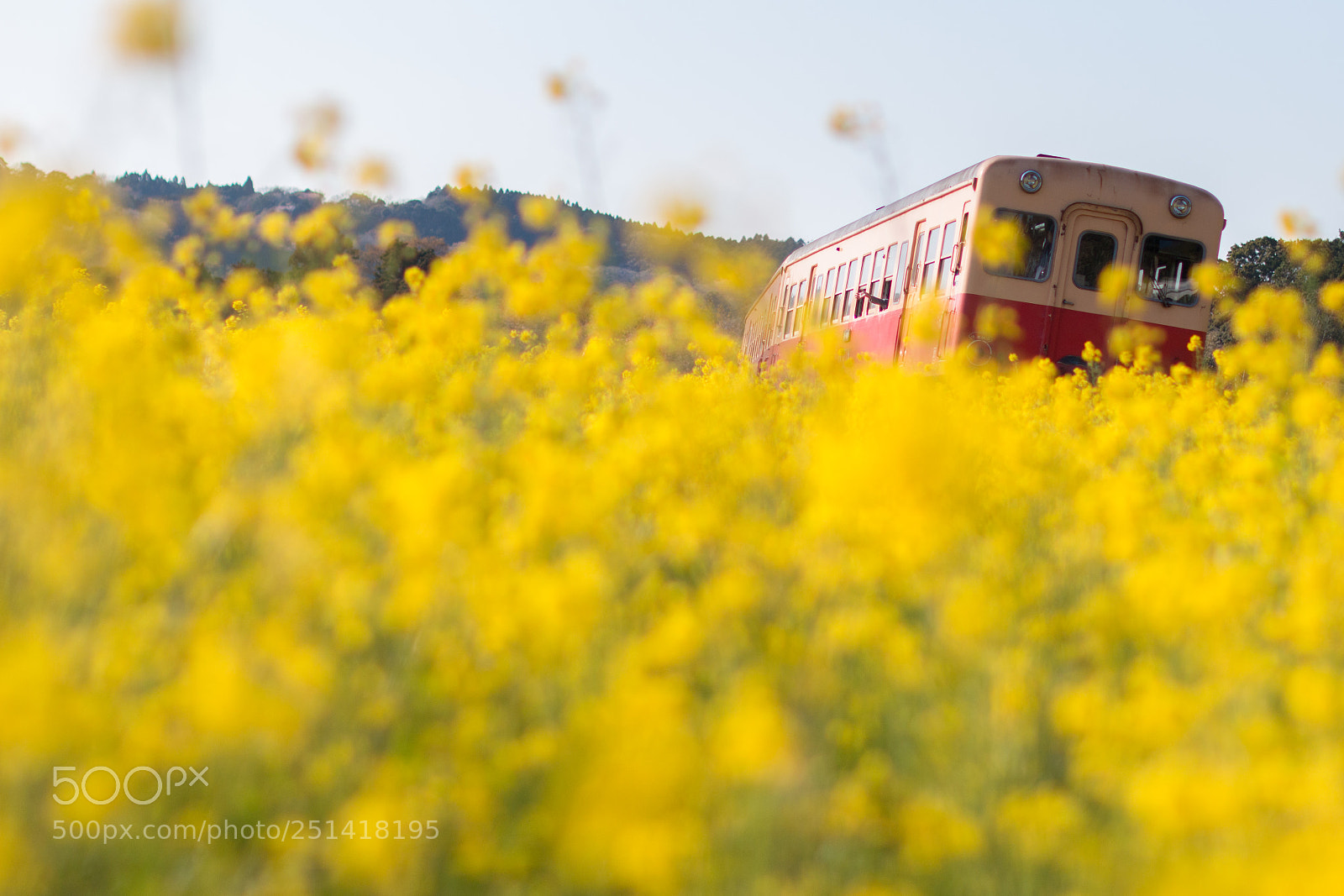 Canon EOS 70D sample photo. Yellow rape flowers photography