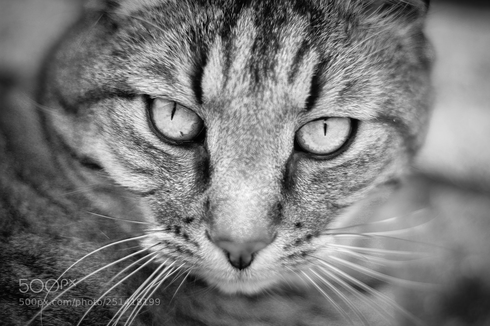 Canon EOS 600D (Rebel EOS T3i / EOS Kiss X5) sample photo. Kittycat photography