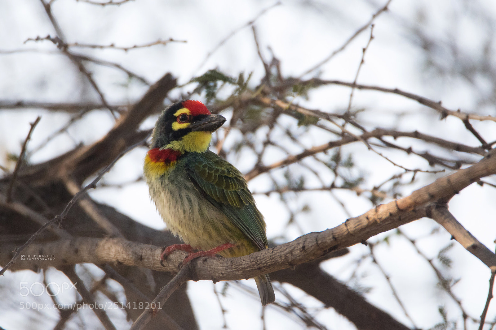 Canon EOS 7D Mark II sample photo. Coppersmith barbet  photography