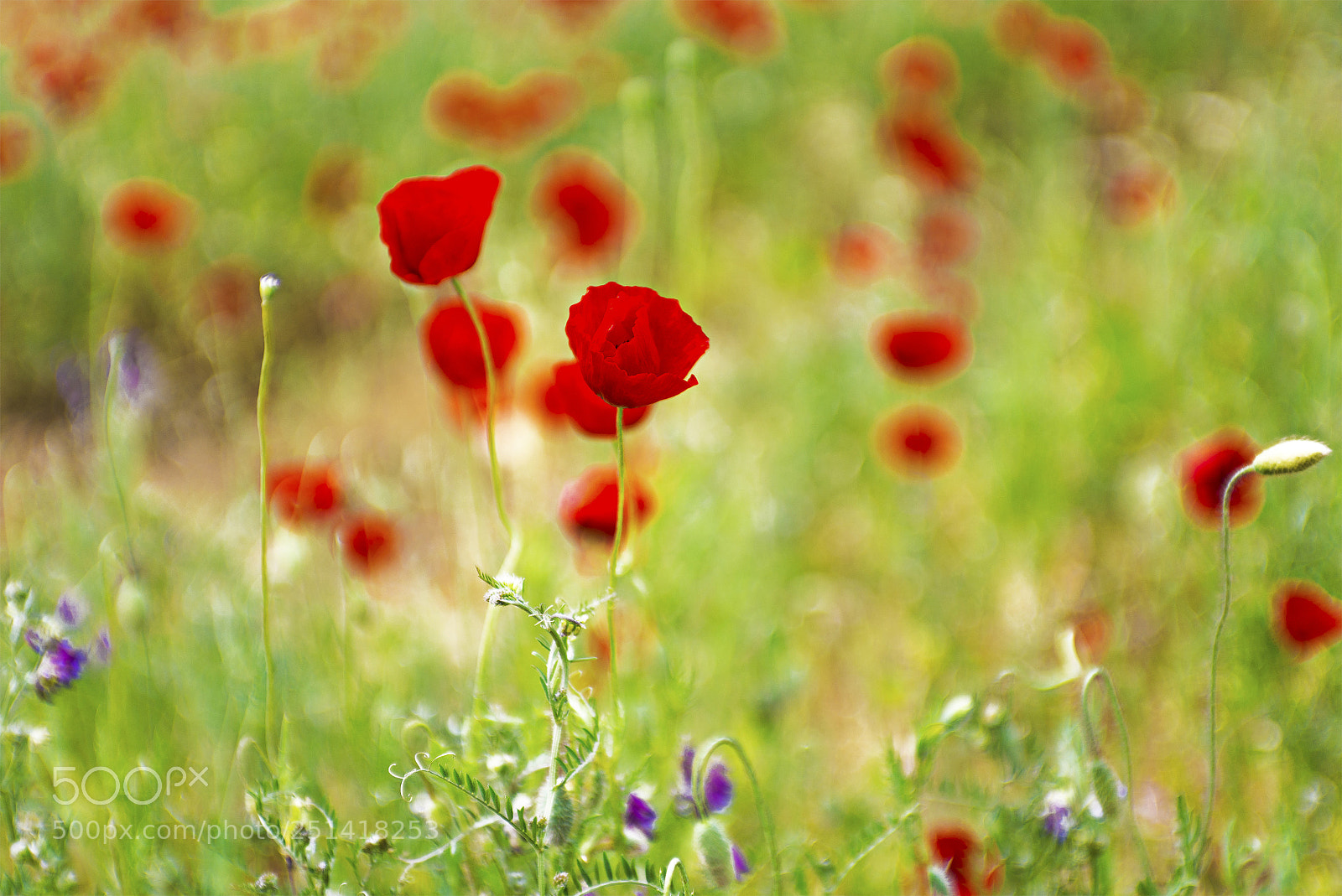 Nikon D600 sample photo. Field of red anemons photography