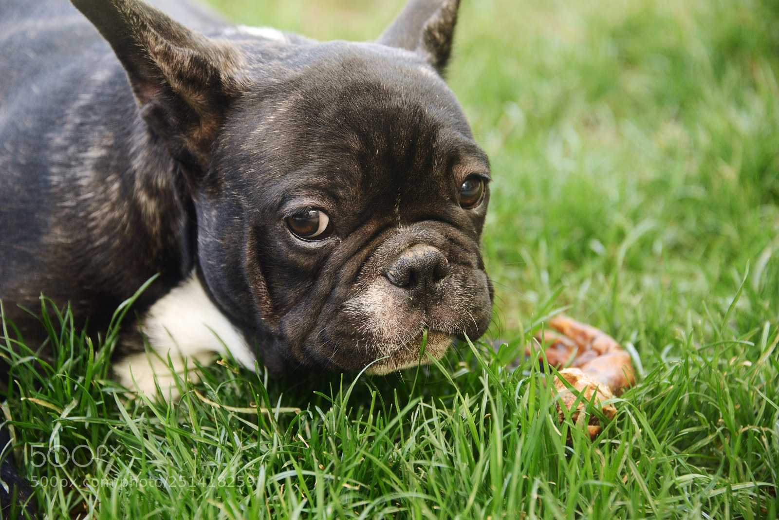 Nikon D800 sample photo. French bulldog puppy photography