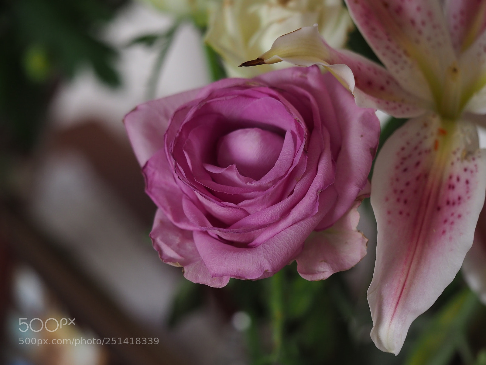 Olympus OM-D E-M1 Mark II sample photo. Rose photography