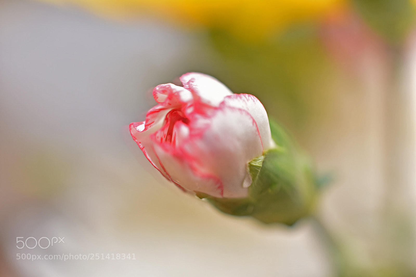 Nikon D7200 sample photo. 多头康乃馨 photography