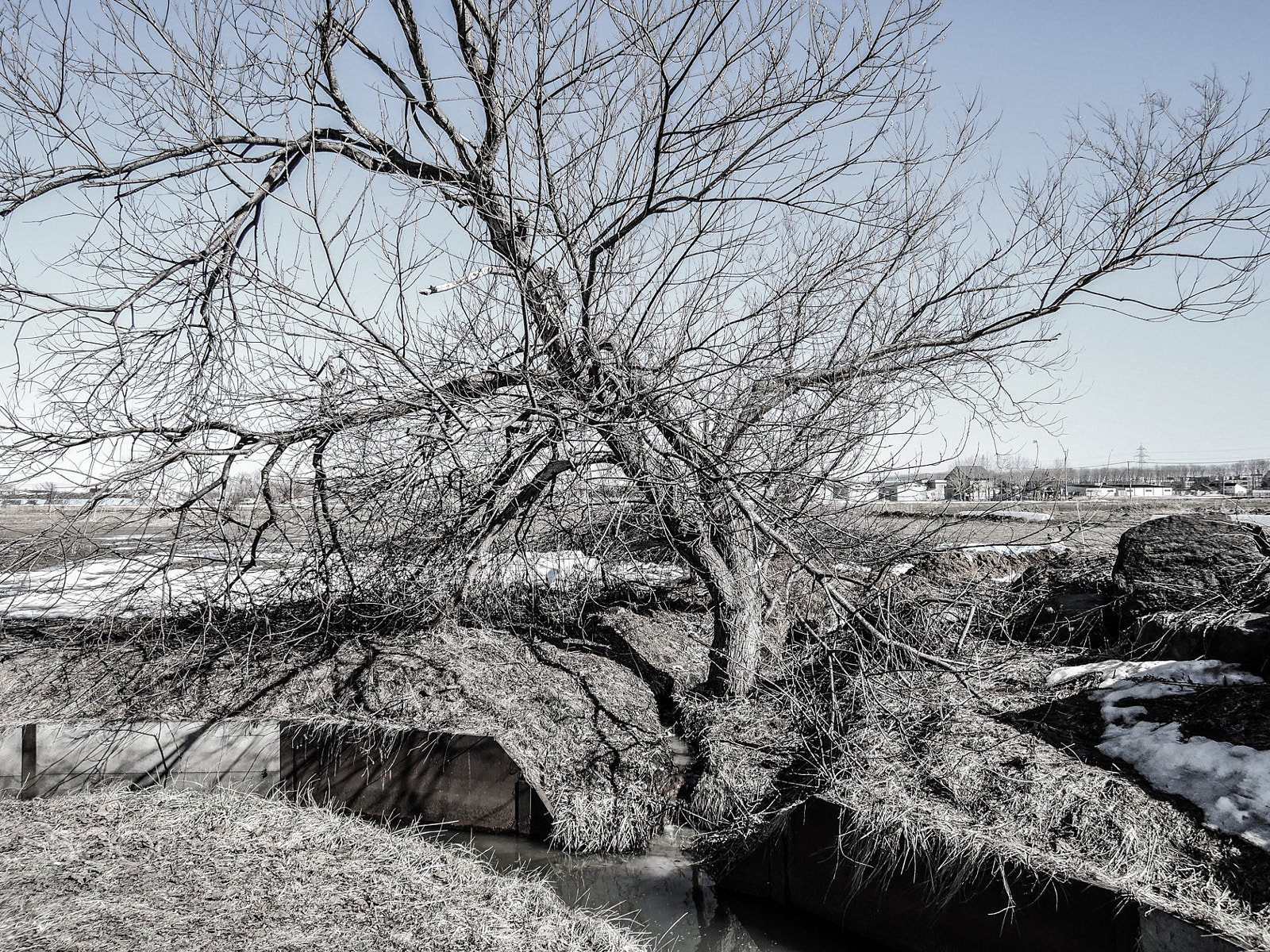 Nikon Coolpix P340 sample photo. Tree photography