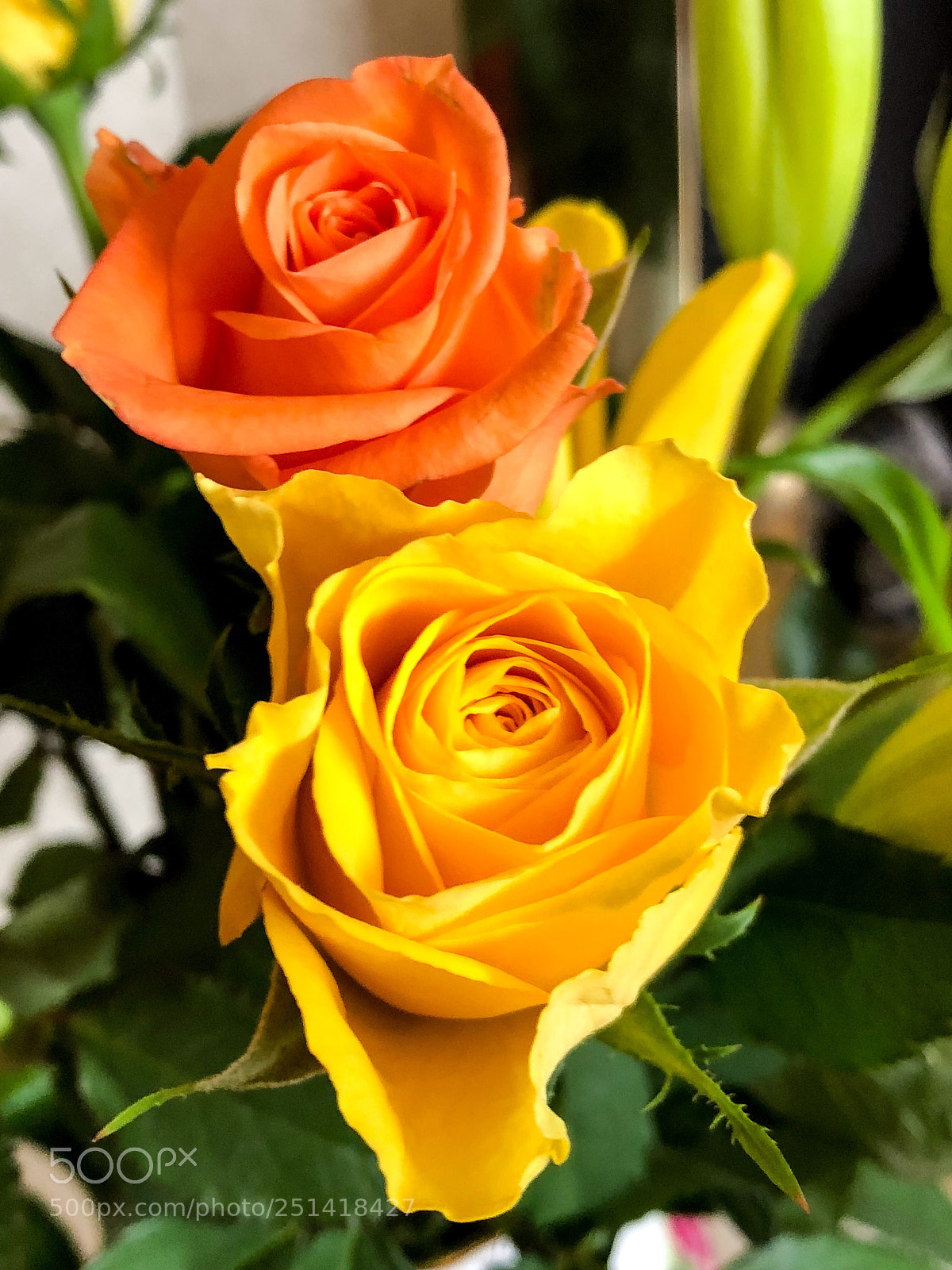 Apple iPhone 8 Plus sample photo. Spring roses photography