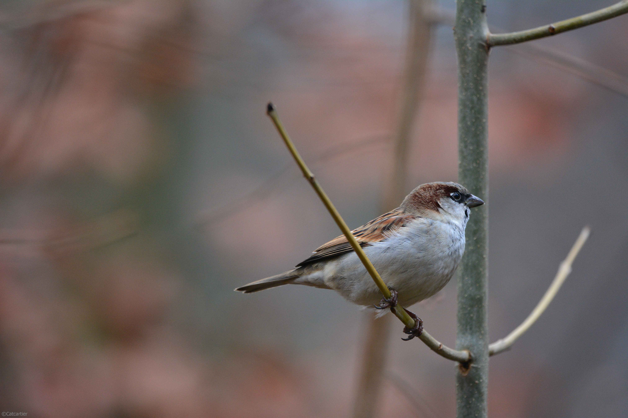 Nikon D7100 + Nikon Nikkor AF-S 300mm F4E PF ED VR sample photo. Sentinelle photography