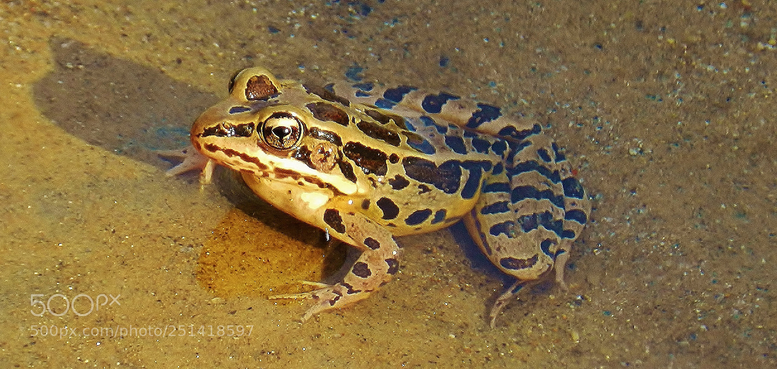 Nikon Coolpix P500 sample photo. Mckeldin area pickerel frog 2018 photography