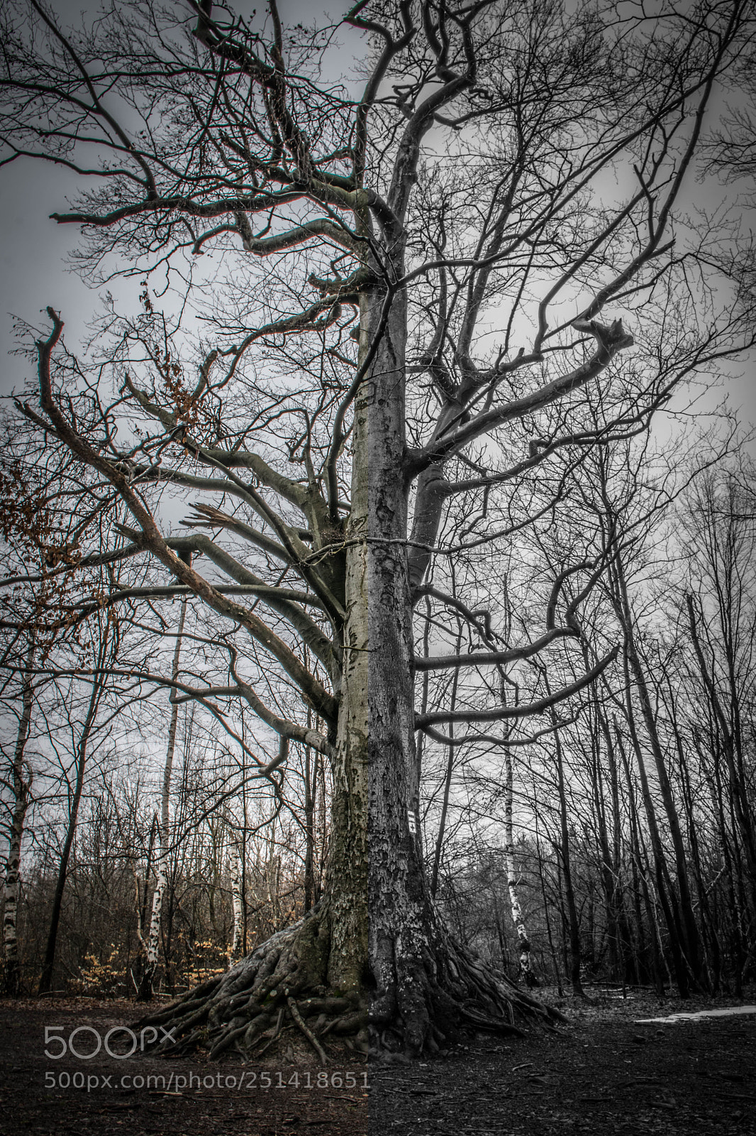 Nikon D5300 sample photo. Light & dark side photography
