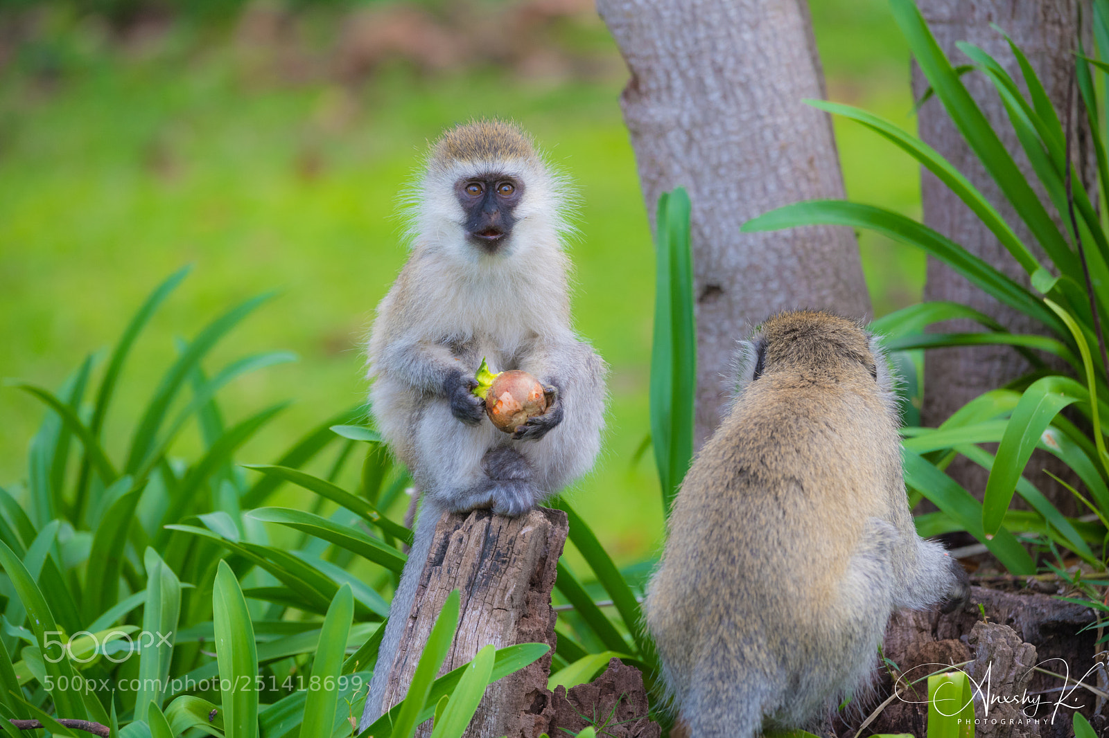 Nikon D5 sample photo. The cutest vervet monkey photography