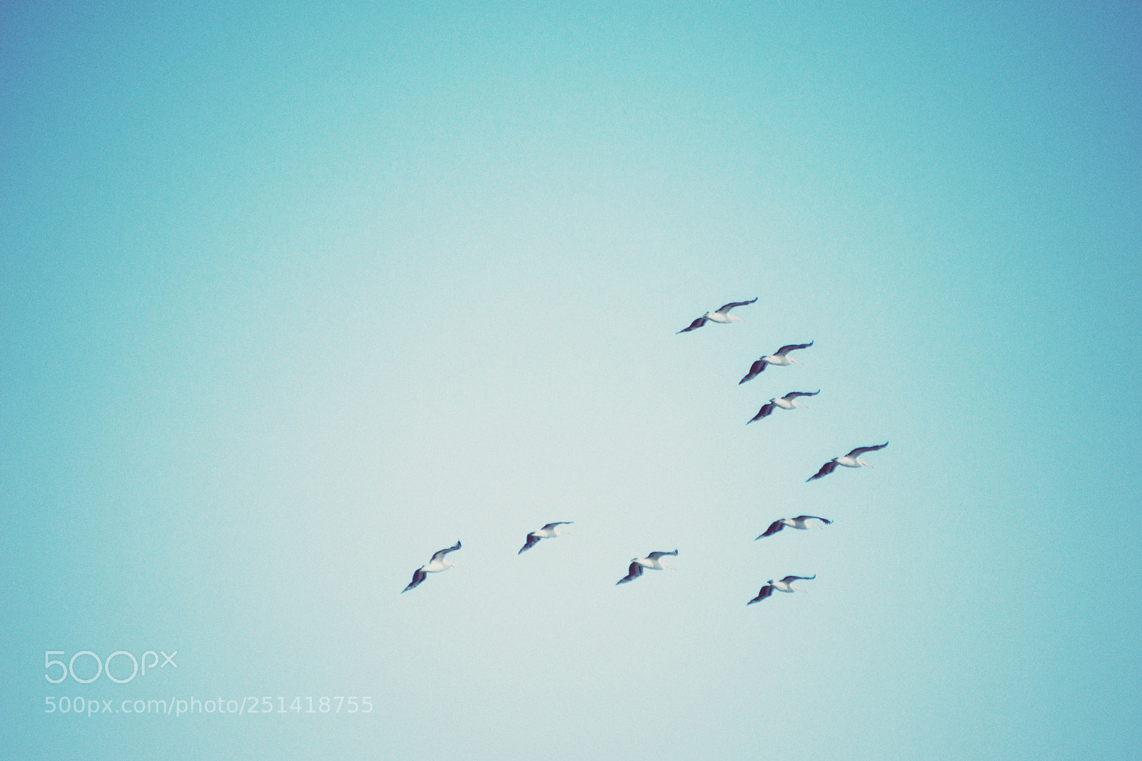 Sony a6000 sample photo. Vintage pelicans... photography