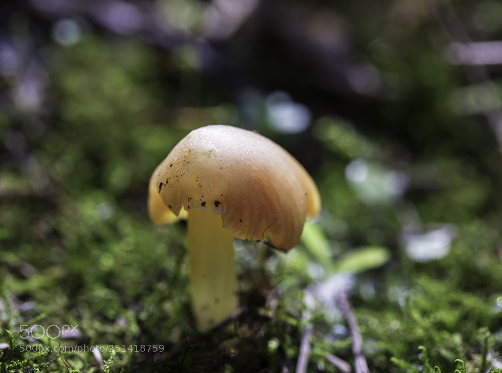 Canon EOS 5DS R sample photo. _64a0320-1.jpg photography