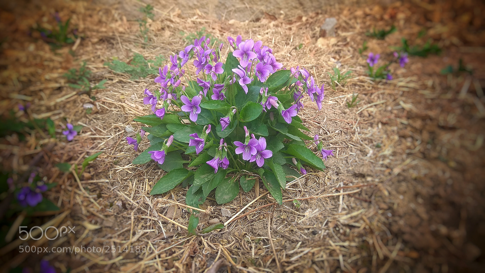 Xiaomi Redmi Note 4X sample photo. Tenacious photography